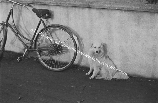 DOG WITH BICYCLE